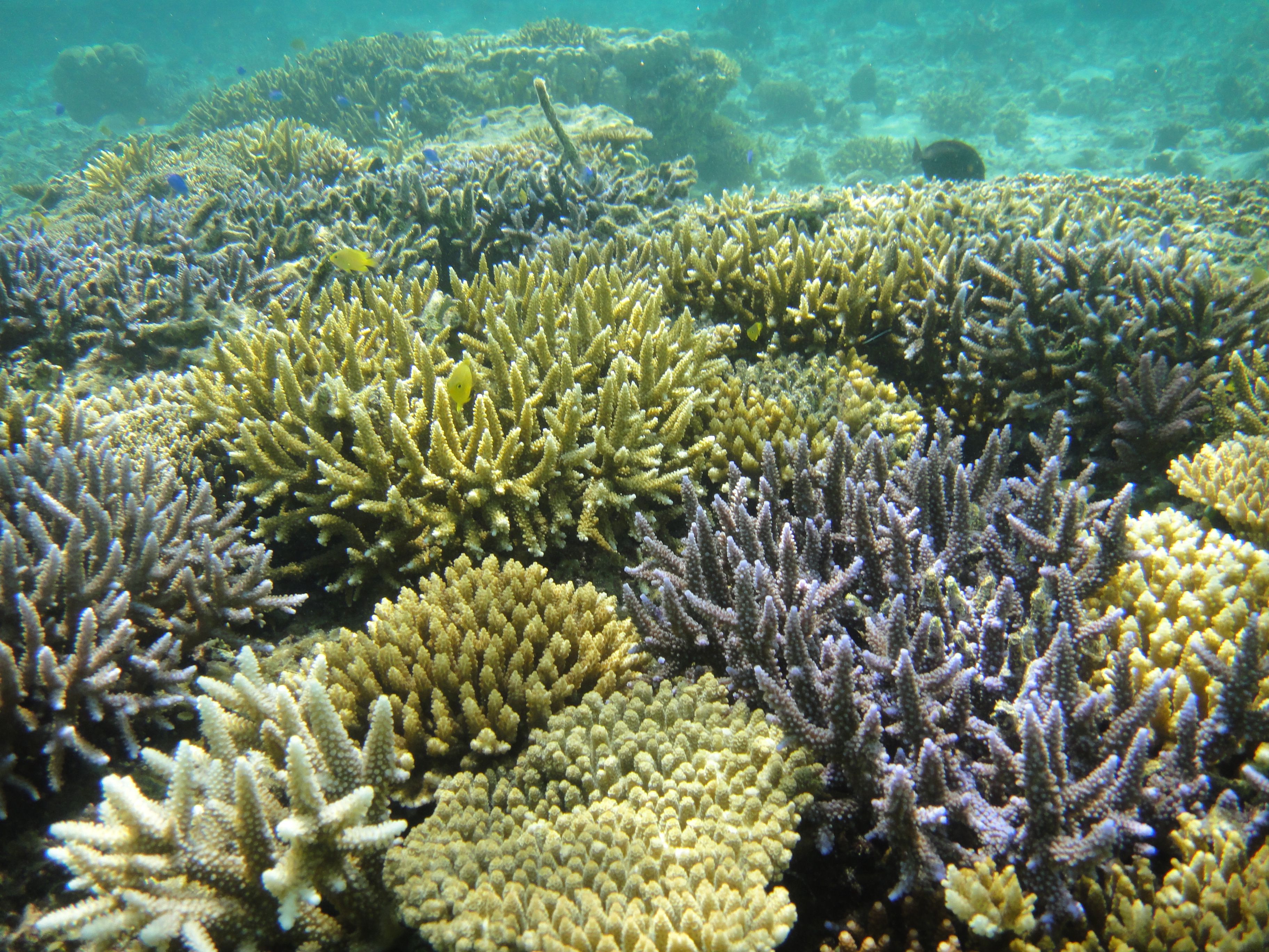 サンゴの島の研究所が若者を魅了する理由と私たちがサンゴから学べること