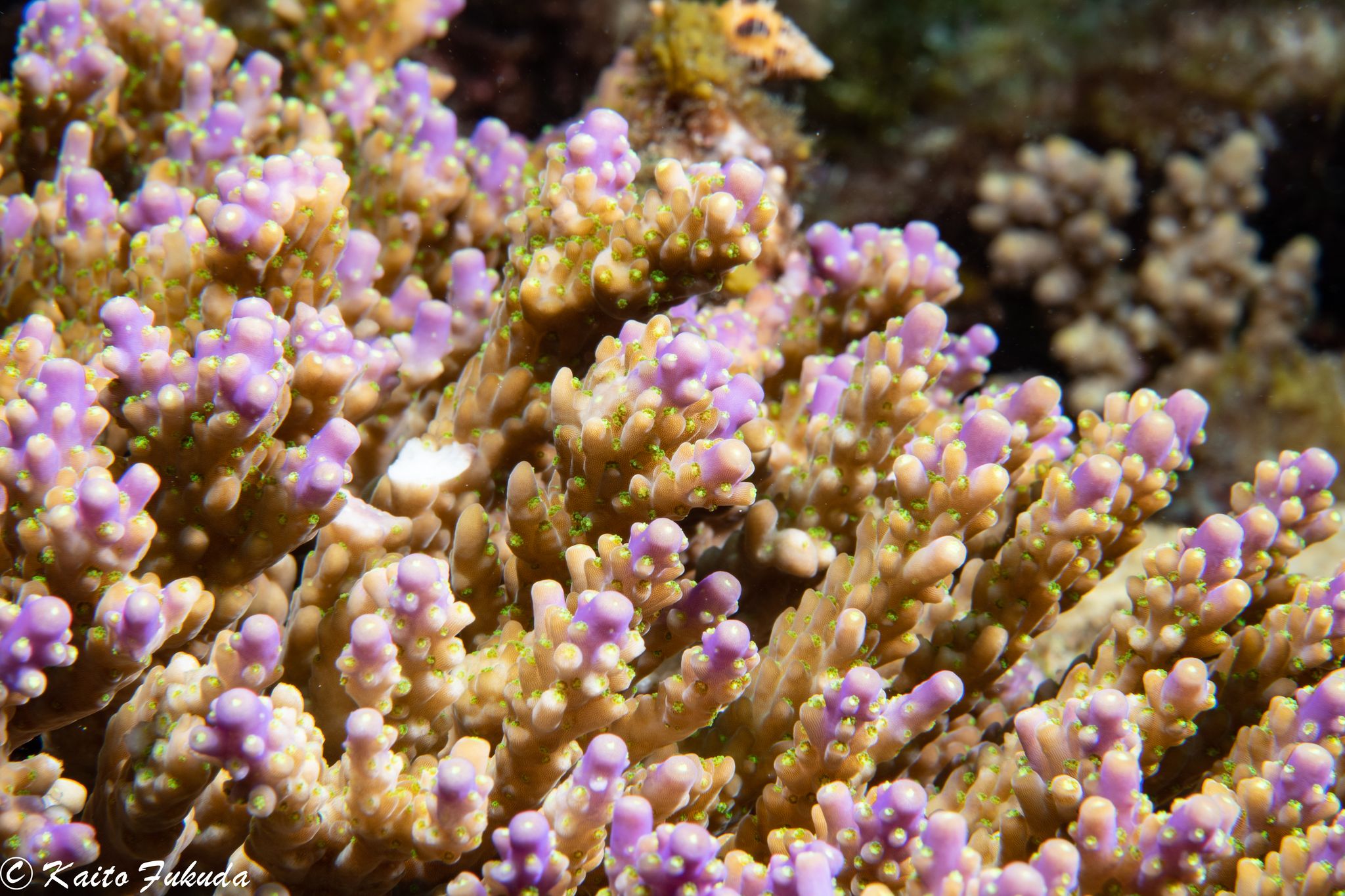 サンゴの島の研究所が若者を魅了する理由と私たちがサンゴから学べること