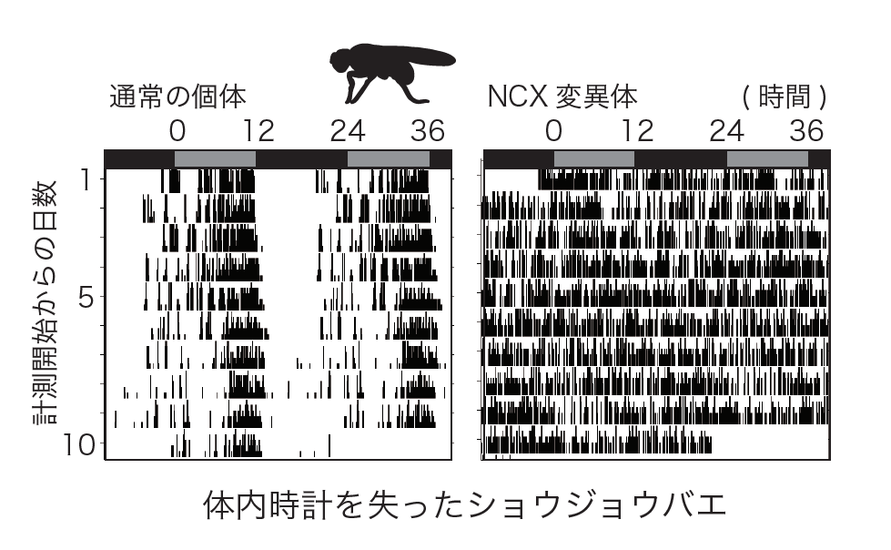 体内時計は25時間 体内リズムを整えて快適な毎日を