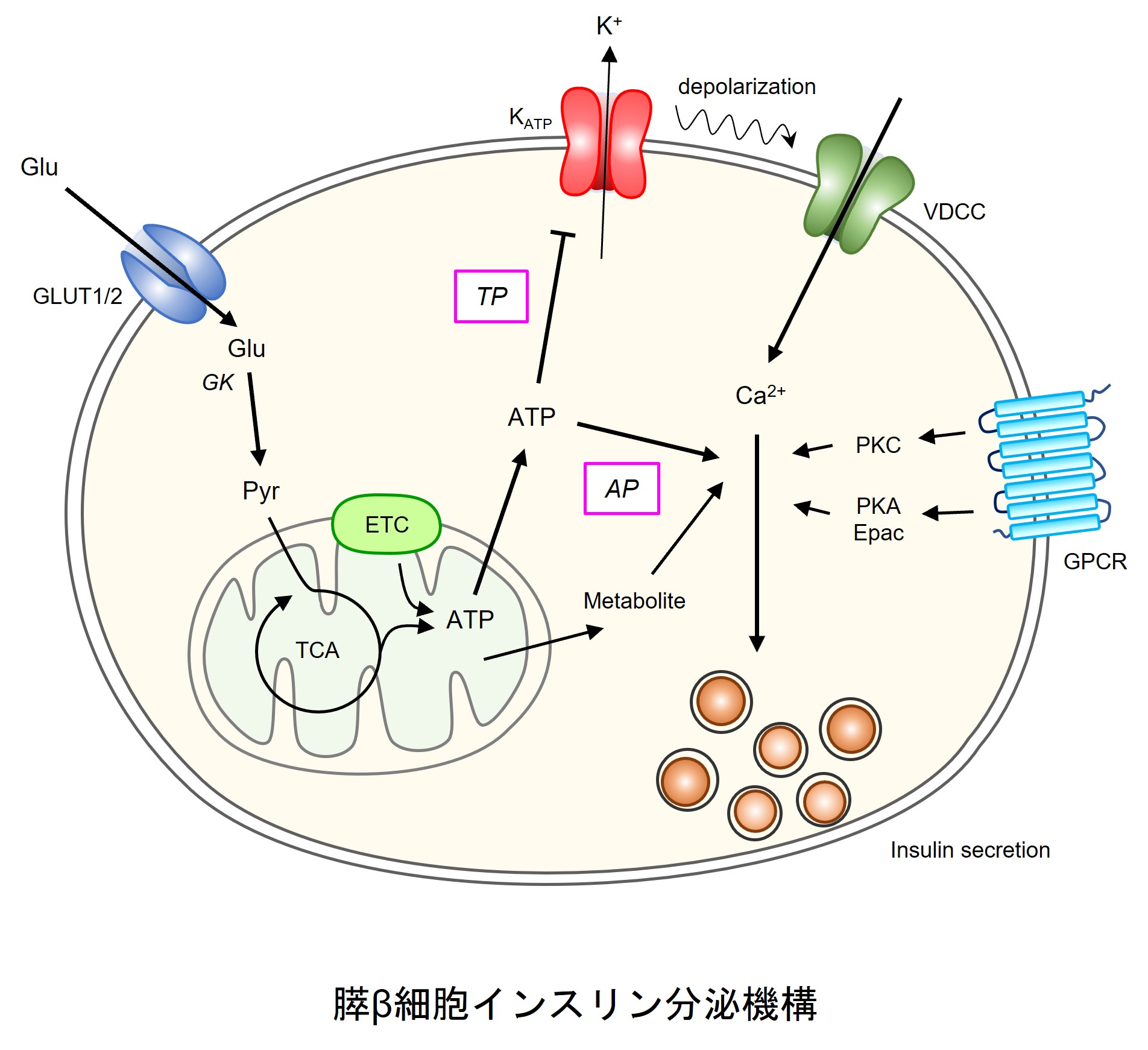 多角的な研究で糖尿病の発症メカニズム解明に近づく