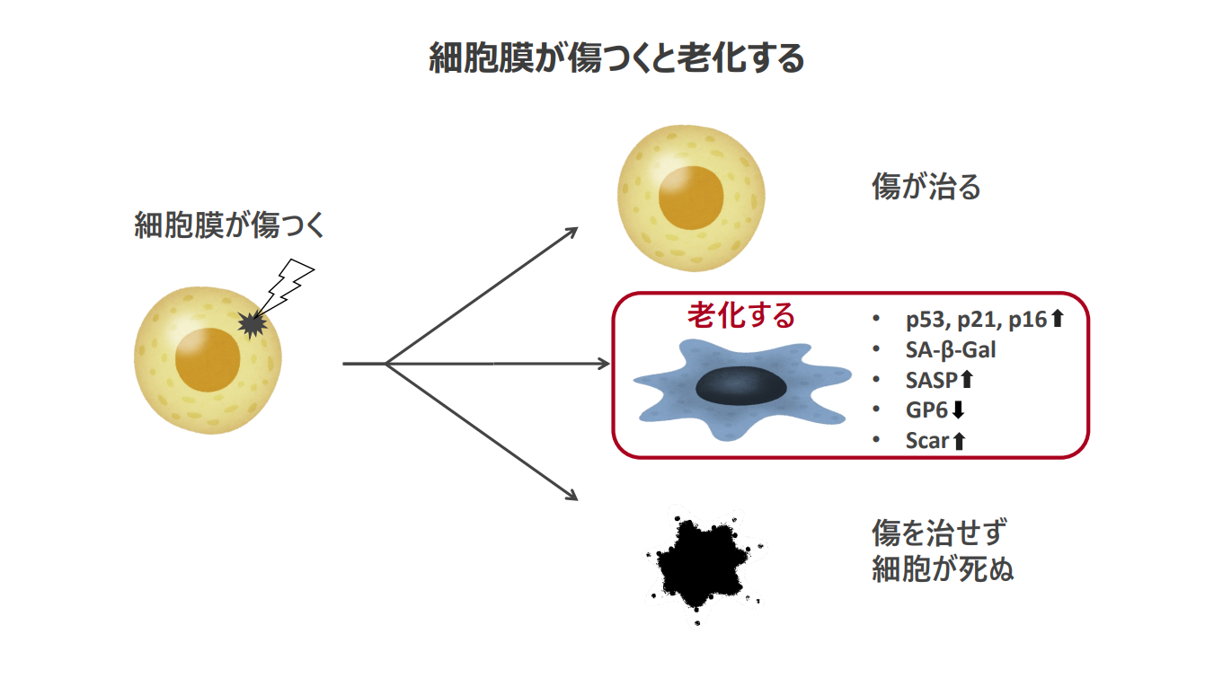 細胞の老化の謎を解き、健康寿命を延ばす未来に貢献したい