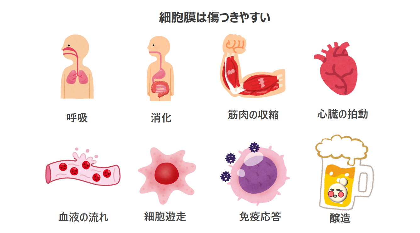 細胞の老化の謎を解き、健康寿命を延ばす未来に貢献したい